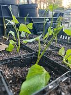Zoete aardappel / Bataat ' Sweet Orange ' planten P9, Ophalen