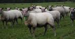 Gezocht: Rouge de l’ouest ooien, Dieren en Toebehoren, Schapen, Geiten en Varkens, Vrouwelijk, Schaap