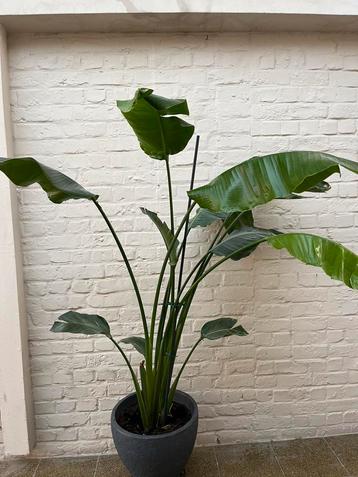 Strelitzia nicolai, Enlèvement, 150 à 200 cm