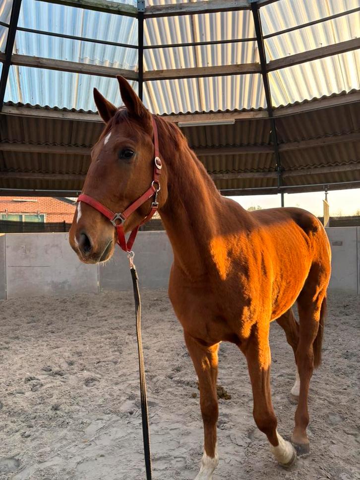 3 jarige spring ruin, Dieren en Toebehoren, Paarden, Ruin, M
