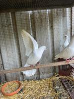 3 jonge kleine witte duifjes, Dieren en Toebehoren, Vogels | Duiven, Geslacht onbekend