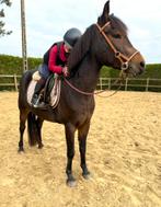 Super lieve D pony, Dieren en Toebehoren, Ruin, B
