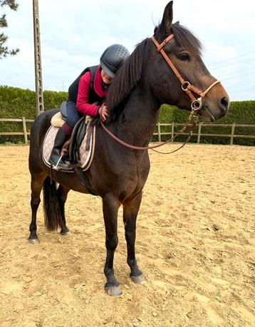 Super lieve D pony beschikbaar voor biedingen