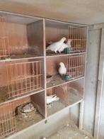 Keulse tuimelaars, Dieren en Toebehoren, Vogels | Duiven, Meerdere dieren, Tuimelaar of Roller