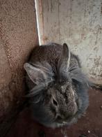 Konijn dwergkonijn, Femelle, Nain, 0 à 2 ans