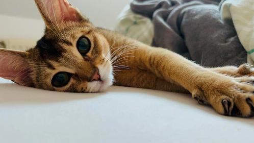 Leuke abessijn kattin beschikbaar., Dieren en Toebehoren, Katten en Kittens | Raskatten | Korthaar, Poes, 0 tot 2 jaar, Gechipt