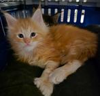 Chatons maine coon née à Bruxelles 03.01.2025, Animaux & Accessoires, Chat, Vermifugé, 0 à 2 ans
