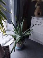 aloe vera + pot, Enlèvement ou Envoi