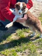 Miniatuur American shepherd reu, Dieren en Toebehoren, België, Reu, CDV (hondenziekte), 8 tot 15 weken