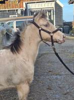 Quarter horse merrie, Champagne Dunskin, Animaux & Accessoires, Vermifugé, Moins de 160 cm, Cheval western, Ne s'applique pas