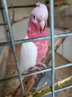 Lutino rosé kaketoe man(handtam)