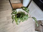 Monstera Adansonii Indo Marble, Ophalen of Verzenden