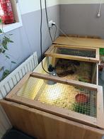 Pardalis of sulcata gezocht, Dieren en Toebehoren, Reptielen en Amfibieën, Schildpad, Tam, 3 tot 6 jaar