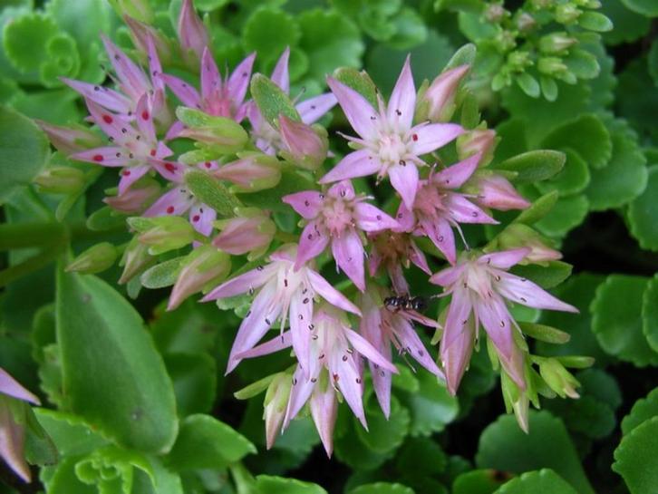 Sedum spurium, roze vetmuur, plaggen, Tuin en Terras, Planten | Tuinplanten, Vaste plant, Bodembedekkers, Volle zon, Zomer, Ophalen