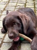Chocolade bruine labrador pups te koop, Dieren en Toebehoren, Honden | Retrievers, Spaniëls en Waterhonden, België, Fokker | Hobbymatig