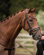 Therapie paard / weidemaatje / equicoach, Dieren en Toebehoren, Paarden