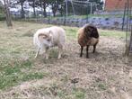 Ouessant rammetjes, Mannelijk, Schaap, 0 tot 2 jaar