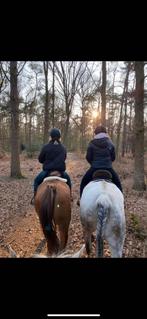10 jarige merrie, Dieren en Toebehoren, Merrie