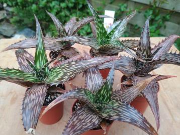 Aloe somaliensis - Somalië beschikbaar voor biedingen