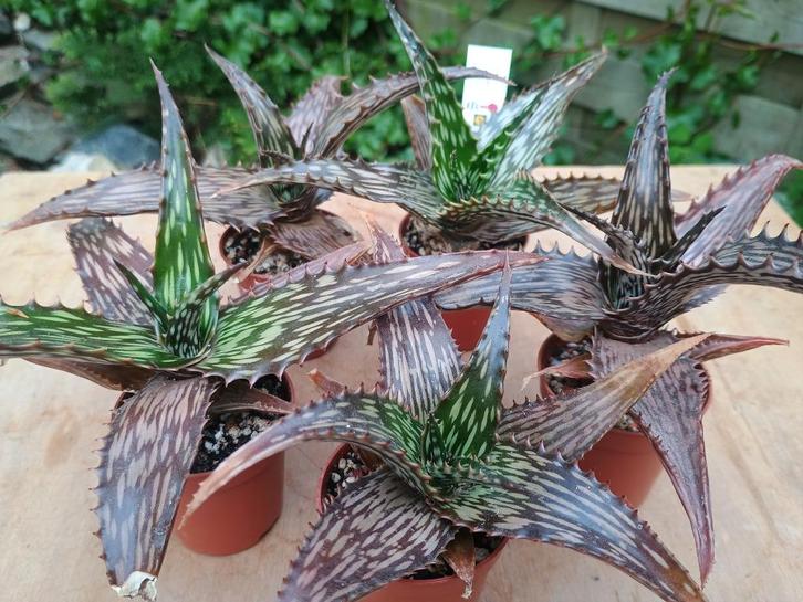 Aloe somaliensis - Somalië, Huis en Inrichting, Kamerplanten, Vetplant, Minder dan 100 cm, Bloeiende kamerplant, Volle zon, Ophalen of Verzenden