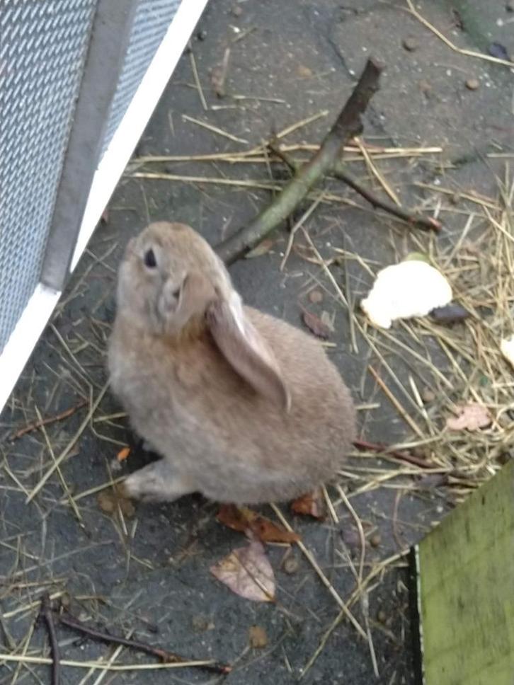 Vlaamse reuzen, Dieren en Toebehoren, Konijnen, Groot, Vrouwelijk, 0 tot 2 jaar