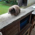 Nederlandse hangoordwerg ram  isabella kleurig, Dieren en Toebehoren, Konijnen, Mannelijk, Dwerg, Hangoor, 0 tot 2 jaar