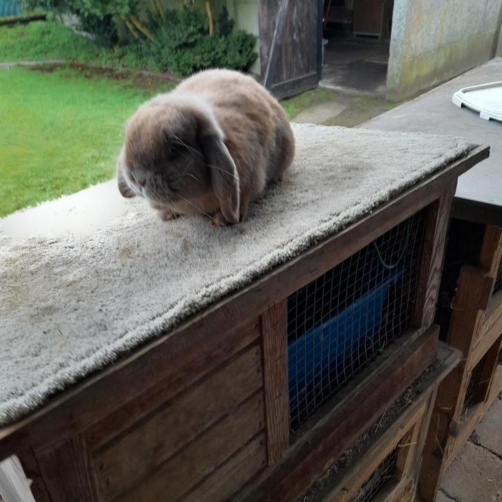 Nederlandse hangoordwerg ram  isabella kleurig, Animaux & Accessoires, Lapins, Nain, Mâle, 0 à 2 ans, Oreilles tombantes