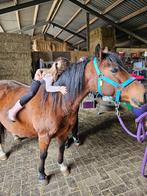 Mooie Welsh B pony merrie kinderpony te koop, Dieren en Toebehoren, Merrie, B, B pony (1.17m tot 1.27m), Gechipt