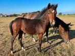 New forest pony merrie veulens, Dieren en Toebehoren, Paarden, Merrie, M