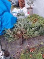 Sapin de Noël gratuit, Enlèvement