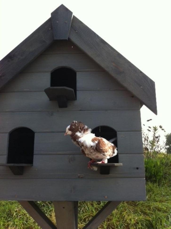 Duiventil, Tuin en Terras, Vogelhuisjes en Vogelbaden, Nieuw, Ophalen of Verzenden