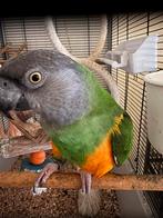 bonte boer - senegal papegaai, Animaux & Accessoires, Oiseaux | Perruches & Perroquets, Perroquet