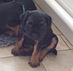 Border terriër pups met stamboom, Dieren en Toebehoren, Ophalen, Nieuw