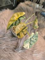 Alocasia Silver Dragon Aurea, Ophalen of Verzenden