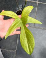 Philodendron Florida Mint, Ophalen