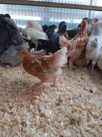 jonge hennen op bestelling voor 2 sept vanaf 6,75 euro, Vrouwelijk, Kip