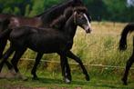 Jaarlinghengst van Asca Z, Dieren en Toebehoren, Paarden, Springpaard, Gechipt, Niet van toepassing, 0 tot 2 jaar