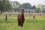 4jarige brave dressuurruin rx perfect, Dieren en Toebehoren, Paarden, Gechipt, Ruin, Dressuurpaard, L
