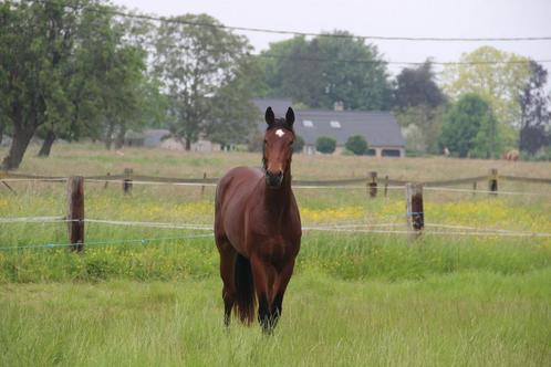 4jarige brave dressuurruin rx perfect, Dieren en Toebehoren, Paarden, Ruin, L, 170 tot 175 cm, 3 tot 6 jaar, Dressuurpaard, Met stamboom