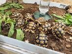Tortues pardalis, Dieren en Toebehoren