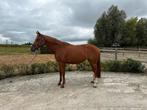 Merrie te koop, Dieren en Toebehoren, Merrie, Z