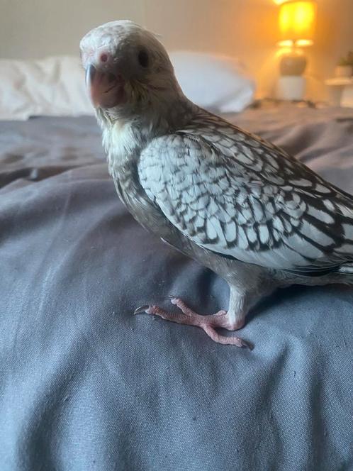 Jonge valkparkiet HANDTAM!, Dieren en Toebehoren, Pluimvee, Overige soorten, Geslacht onbekend