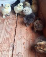 Zijdehoen kuikens 25euro voor 5, Dieren en Toebehoren, Pluimvee, Meerdere dieren, Kip