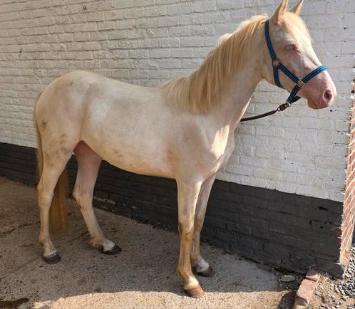 2 jarige D connemara merrie, Dieren en Toebehoren, Paarden, Merrie