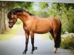 sportpony C 6 jaar Welsch stamboek ruin, Dieren en Toebehoren, Pony's, Gechipt, Ruin, Niet van toepassing, Springpony