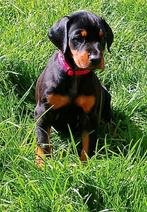 Dobermann puppy's te koop, België, Fokker | Hobbymatig, Overige rassen, 8 tot 15 weken