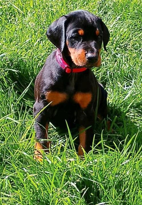 Dobermann puppy's te koop, Dieren en Toebehoren, Honden | Bulldogs, Pinschers en Molossers, Meerdere dieren, Overige rassen, Fokker | Hobbymatig