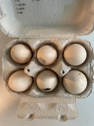 Broedeitjes zijdehoen
