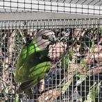 Pop Bonte boer / Senegal-papegaai/you-you., Dieren en Toebehoren, Vogels | Parkieten en Papegaaien, Vrouwelijk, Papegaai