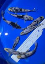 8 stuks Tosai Shiro Utsuri, Dieren en Toebehoren, Vissen | Vijvervissen, Karper of Koi